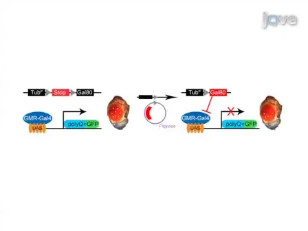 Mapping and Application of Enhancer-trap Flippase Expression in Larval and Adult <em>Drosophila</em> CNS