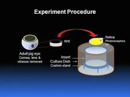 Organotypic Culture of Full-thickness Adult Porcine Retina