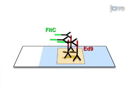 Use of Fluorescent Immuno-Chemistry for the detection of <em>Edwardsiella ictaluri</em> in channel catfish (<em>I. punctatus</em>) samples
