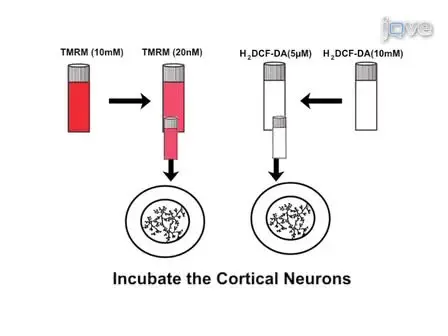 Determination of Mitochondrial Membrane Potential and Reactive Oxygen Species in Live Rat Cortical Neurons
