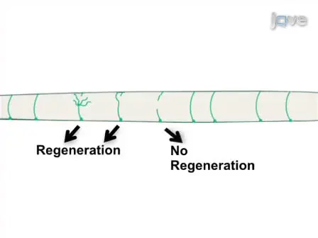 <em>In vivo</em> Laser Axotomy in <em>C. elegans</em>