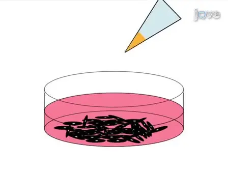 A System for Culturing Iris Pigment Epithelial Cells to Study Lens Regeneration in Newt