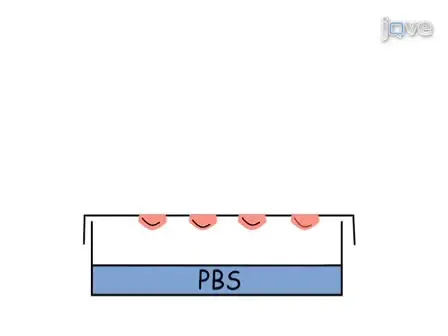 A Simple Hanging Drop Cell Culture Protocol for Generation of 3D Spheroids
