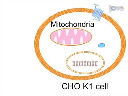 A Calcium Bioluminescence Assay for Functional Analysis of Mosquito (<em>Aedes aegypti</em>) and Tick (<em>Rhipicephalus microplus</em>) G Protein-coupled Receptors