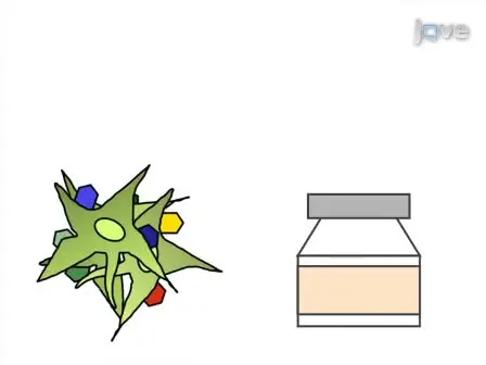 Generation of Multivirus-specific T Cells to Prevent/treat Viral Infections after Allogeneic Hematopoietic Stem Cell Transplant