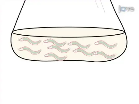 High-throughput Screening and Biosensing with Fluorescent <em>C. elegans</em> Strains