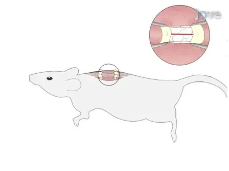 <em>In vivo</em> Imaging of the Mouse Spinal Cord Using Two-photon Microscopy
