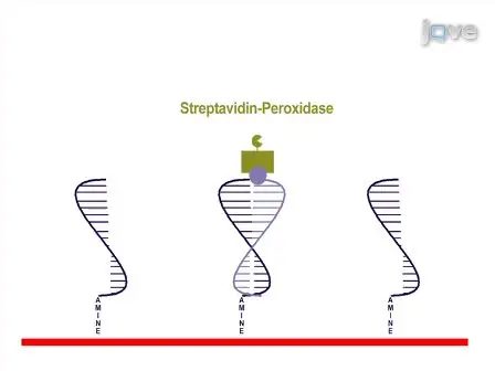 Multiplex PCR and Reverse Line Blot Hybridization Assay (mPCR/RLB)