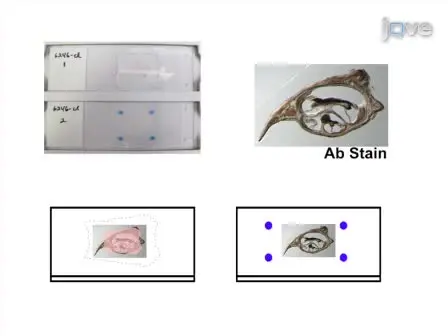 Vibratome Sectioning for Enhanced Preservation of the Cytoarchitecture of the Mammalian Organ of Corti