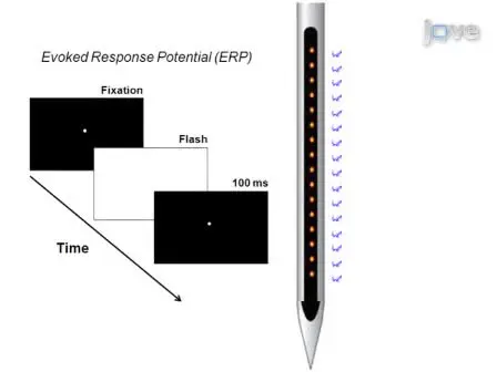 Examining Local Network Processing using Multi-contact Laminar Electrode Recording