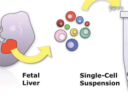 Identification and Analysis of Mouse Erythroid Progenitors using the CD71/TER119 Flow-cytometric Assay