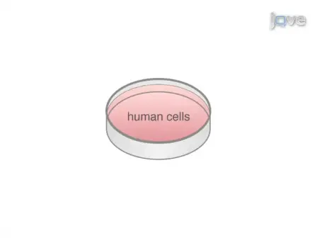 Transduction of Human Cells with Polymer-complexed Ecotropic Lentivirus for Enhanced Biosafety