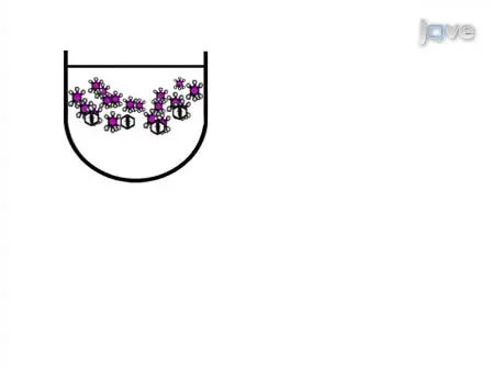 Particle Agglutination Method for Poliovirus Identification