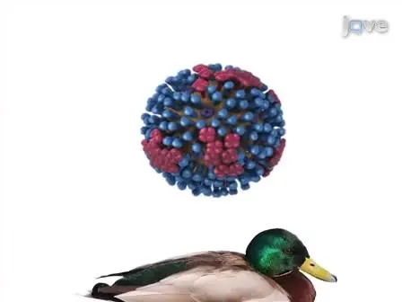 Avian Influenza Surveillance with FTA  Cards: Field Methods, Biosafety, and Transportation Issues Solved