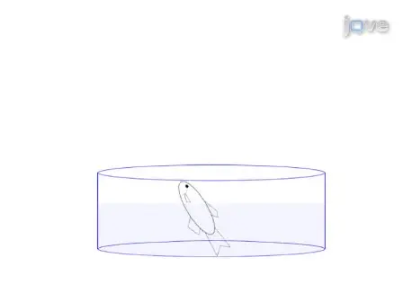 Dissection of the Adult Zebrafish Kidney