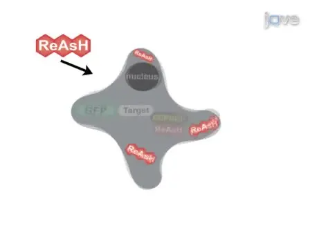ReAsH/FlAsH Labeling and Image Analysis of Tetracysteine Sensor Proteins in Cells