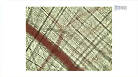 The Mouse Cremaster Muscle Preparation for Intravital Imaging of the Microcirculation