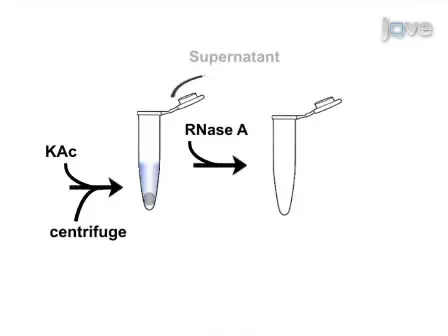 Extraction of High Molecular Weight DNA from Microbial Mats