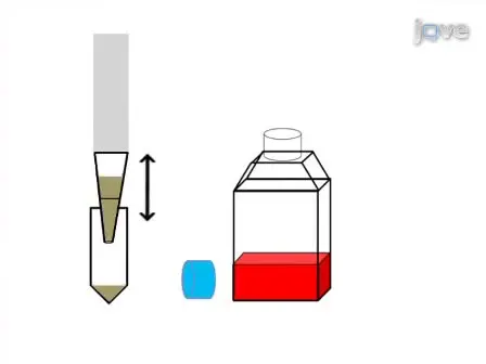 Detection of Infectious Virus from Field-collected Mosquitoes by Vero Cell Culture Assay