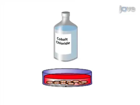 Induction and Testing of Hypoxia in Cell Culture
