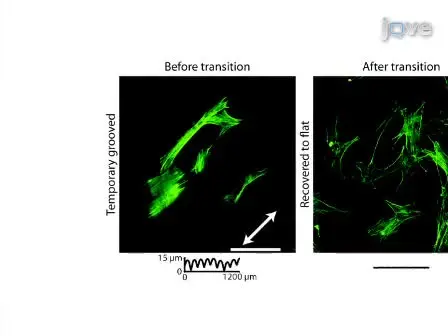 Shape Memory Polymers for Active Cell Culture