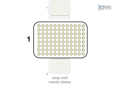 High Throughput Screening of Fungal Endoglucanase Activity in <em>Escherichia coli</em>