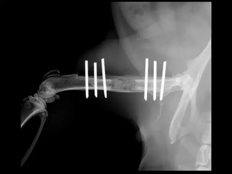 Use of Human Perivascular Stem Cells for Bone Regeneration