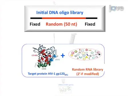 Development of Cell-type specific anti-HIV gp120 aptamers for siRNA delivery