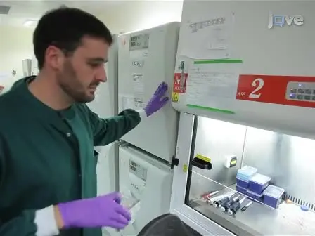 Robust Generation of Hepatocyte-like Cells from Human Embryonic Stem Cell Populations