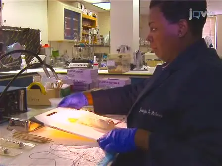 Isolation of Functional Cardiac Immune Cells