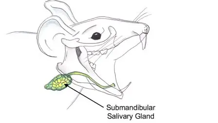 Cannulation of the Mouse Submandibular Salivary Gland via the Wharton's Duct