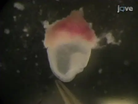 Neural Tube Closure in Mouse Whole Embryo Culture