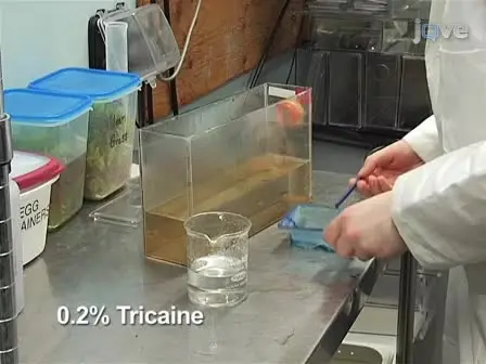 Heart Dissection in Larval, Juvenile and Adult Zebrafish, <em>Danio rerio</em>