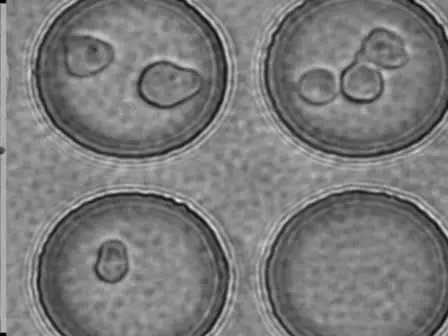 Patterning of Embryonic Stem Cells Using the Bio Flip Chip