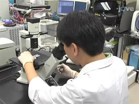 Expansion of Human Peripheral Blood  &gamma;&delta; T Cells using Zoledronate