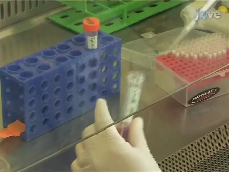 Visualization of DNA Replication in the Vertebrate Model System DT40 using the DNA Fiber Technique