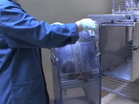 Behavioral Assessment of Manual Dexterity in Non-Human Primates