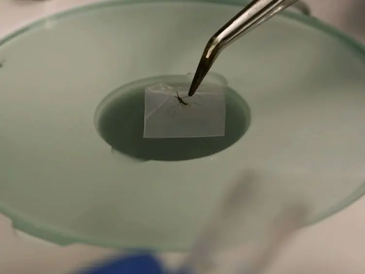 A Simple Chelex Protocol for DNA Extraction from <em>Anopheles</em> spp.