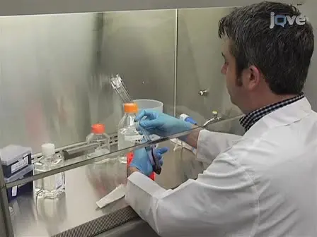 Establishment of Epstein-Barr Virus Growth-transformed Lymphoblastoid Cell Lines