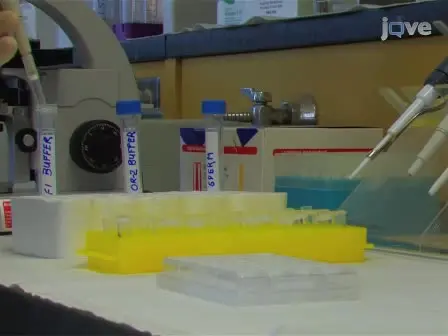 Two Types of Assays for Detecting Frog Sperm Chemoattraction