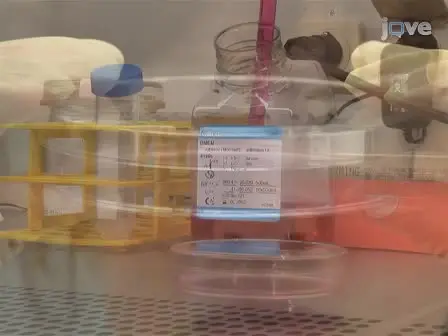 Intracellular Refolding Assay