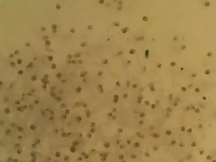 Mass Production of Genetically Modified <em>Aedes aegypti</em> for Field Releases in Brazil