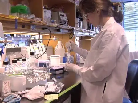 Determining the Phagocytic Activity of Clinical Antibody Samples