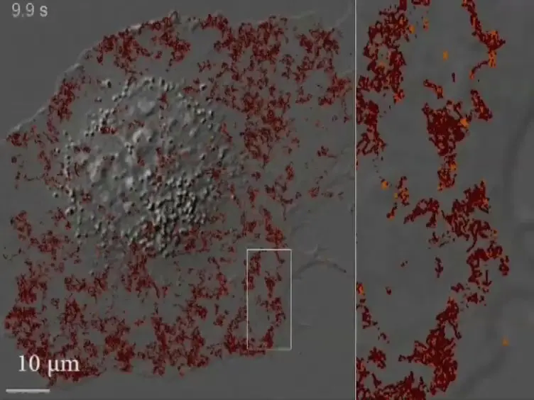 Mapping Molecular Diffusion in the Plasma Membrane by Multiple-Target Tracing (MTT)