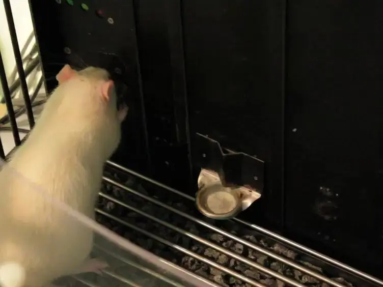 A Fully Automated and Highly Versatile System for Testing Multi-cognitive Functions and Recording Neuronal Activities in Rodents