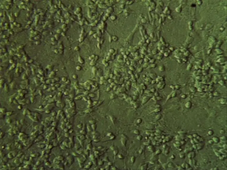 The Neuroblast Assay: An Assay for the Generation and Enrichment of Neuronal Progenitor Cells from Differentiating Neural Stem Cell Progeny Using Flow Cytometry