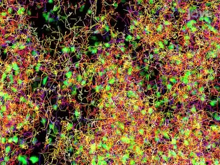 Intravital Imaging of the Mouse Popliteal Lymph Node