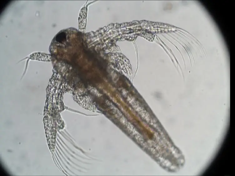 Long-term Lethal Toxicity Test with the Crustacean <em>Artemia franciscana</em>