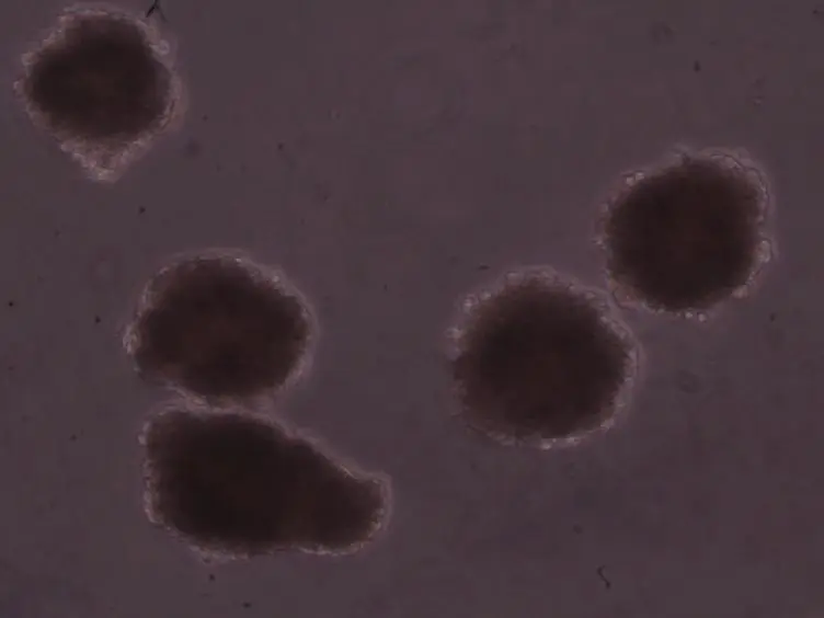 Efficient Differentiation of Mouse Embryonic Stem Cells into Motor Neurons