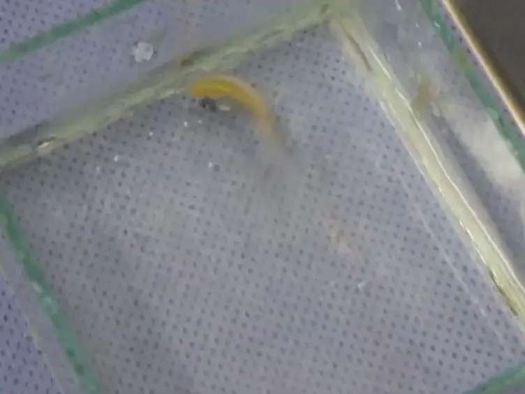 Blood Collection for Biochemical Analysis in Adult Zebrafish